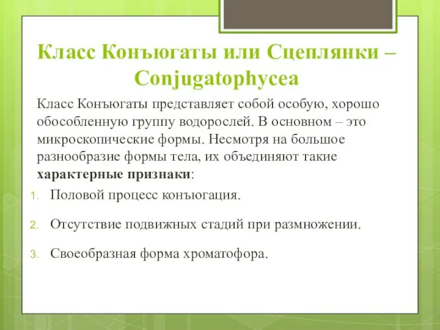 Класс Конъюгаты или Сцеплянки – Conjugatophycea Класс Конъюгаты представляет собой особую,