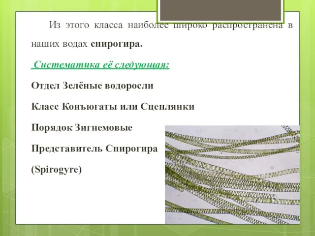 Из этого класса наиболее широко распространена в наших водах спирогира. Систематика