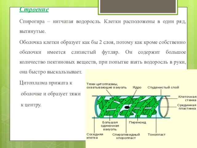 Строение Спирогира – нитчатая водоросль. Клетки расположены в один ряд, вытянутые.