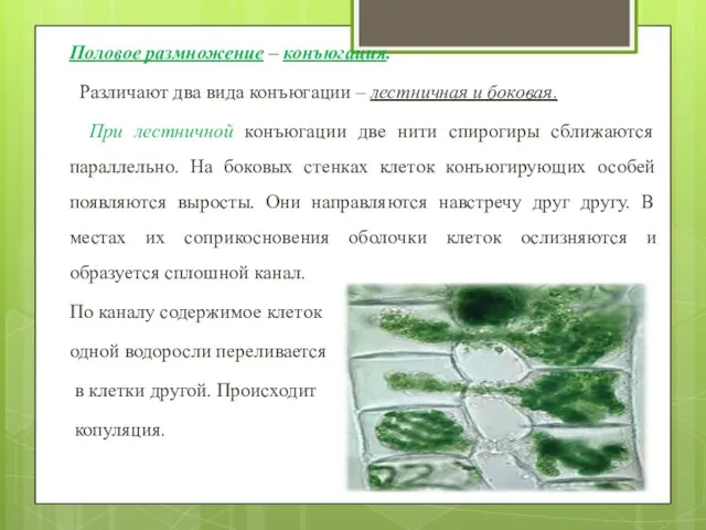 Половое размножение – конъюгация. Различают два вида конъюгации – лестничная и