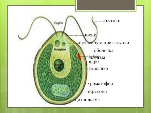 --------жгутики ------------пульсирующие вакуоли ----------------ядро -----------------ядрышко --------хроматофор ------------пиреноид ---------оболочка ------цитоплазма --------стигма --------------носик