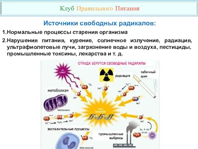 Клуб Правильного Питания Источники свободных радикалов: Нормальные процессы старения организма Нарушения