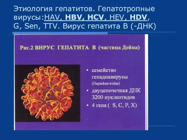 Этиология гепатитов. Гепатотропные вирусы:HAV, HBV, HCV, HEV, HDV, G, Sen, TTV. Вирус гепатита В (-ДНК)