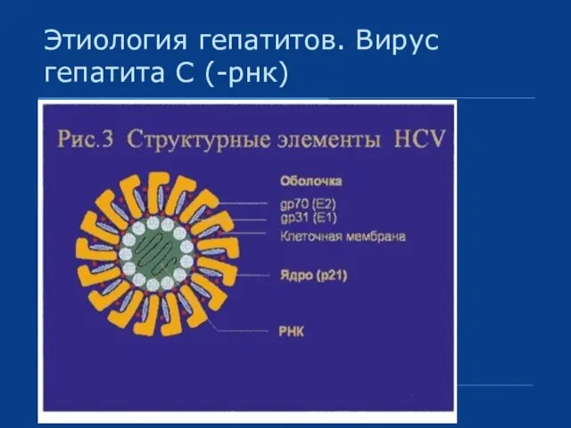 Этиология гепатитов. Вирус гепатита С (-рнк)