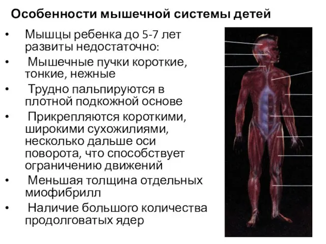 Особенности мышечной системы детей Мышцы ребенка до 5-7 лет развиты недостаточно: