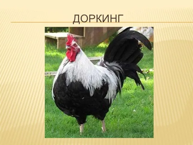 ДОРКИНГ