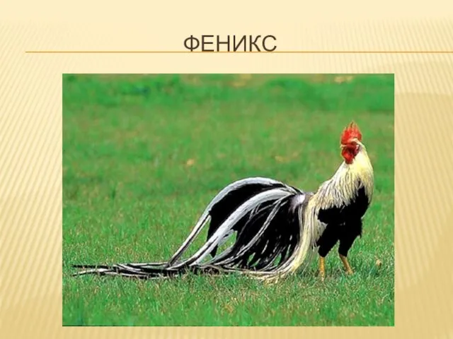 ФЕНИКС