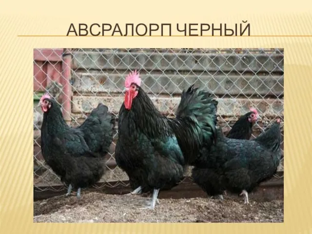 АВСРАЛОРП ЧЕРНЫЙ