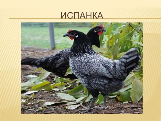 ИСПАНКА