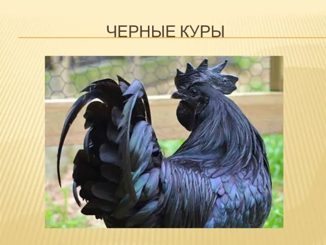 ЧЕРНЫЕ КУРЫ