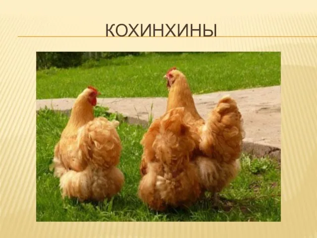 КОХИНХИНЫ