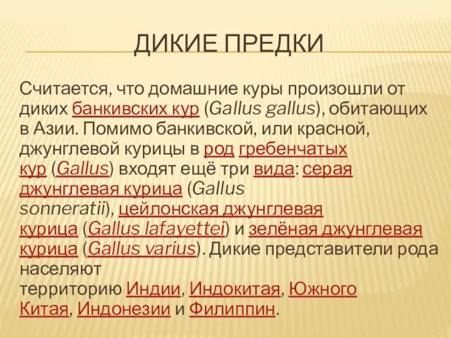 ДИКИЕ ПРЕДКИ Считается, что домашние куры произошли от диких банкивских кур