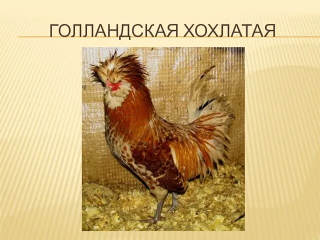 ГОЛЛАНДСКАЯ ХОХЛАТАЯ