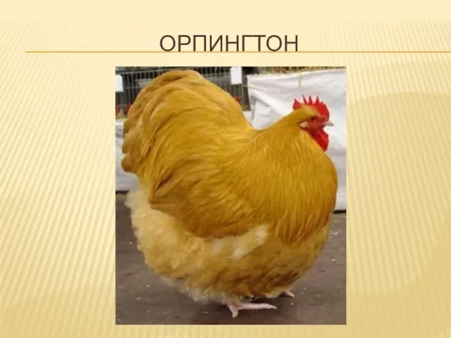 ОРПИНГТОН