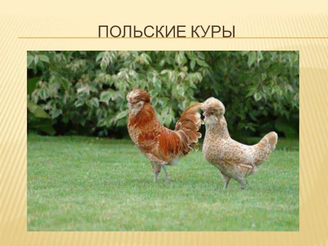 ПОЛЬСКИЕ КУРЫ