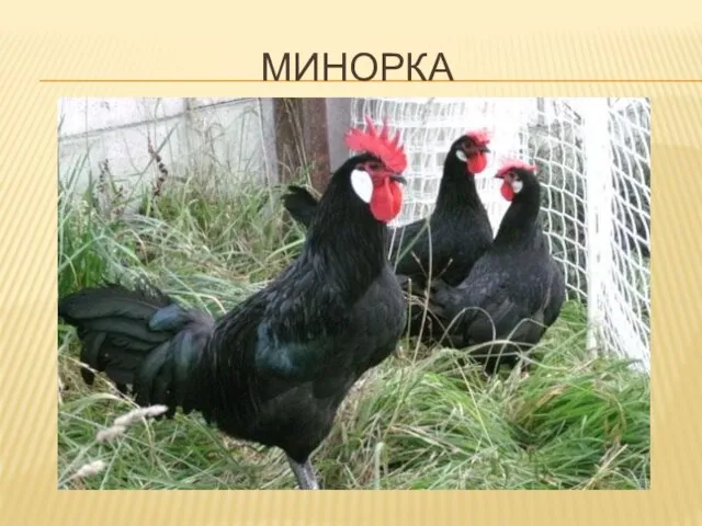 МИНОРКА