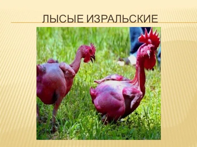 ЛЫСЫЕ ИЗРАЛЬСКИЕ