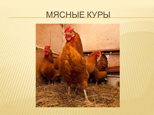 МЯСНЫЕ КУРЫ