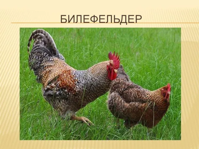 БИЛЕФЕЛЬДЕР