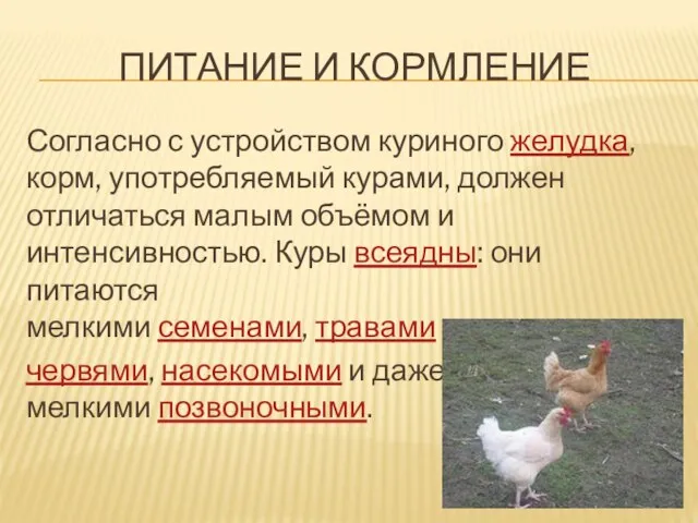 ПИТАНИЕ И КОРМЛЕНИЕ Согласно с устройством куриного желудка, корм, употребляемый курами,