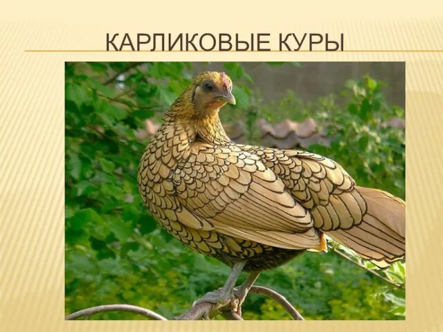 КАРЛИКОВЫЕ КУРЫ