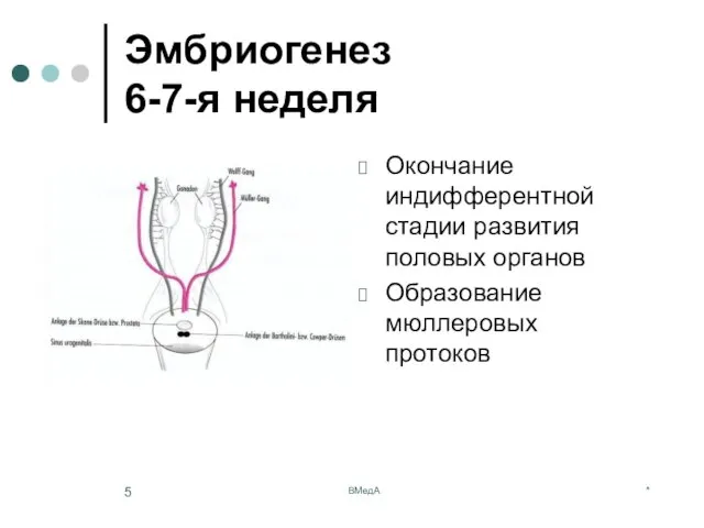 * ВМедА Эмбриогенез 6-7-я неделя Окончание индифферентной стадии развития половых органов Образование мюллеровых протоков