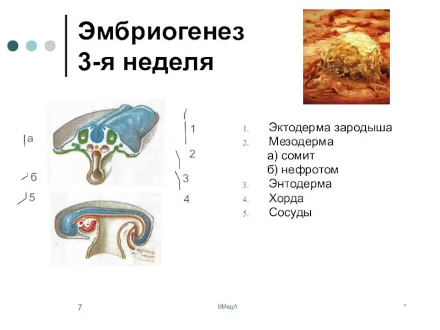 * ВМедА Эмбриогенез 3-я неделя Эктодерма зародыша Мезодерма а) сомит б)