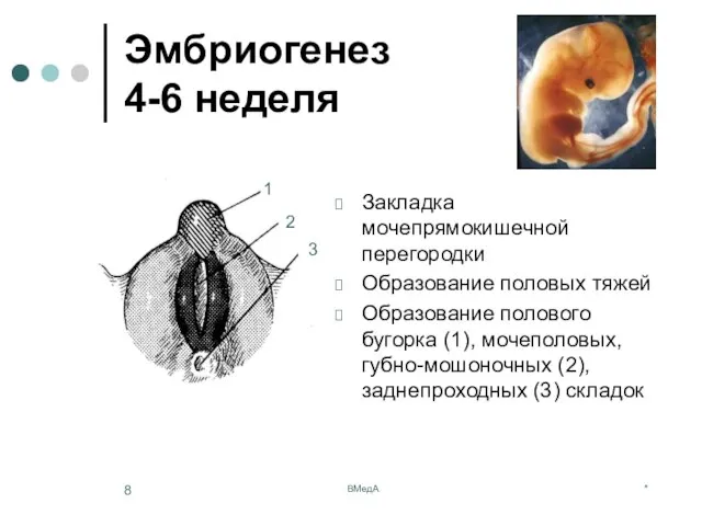 * ВМедА Эмбриогенез 4-6 неделя Закладка мочепрямокишечной перегородки Образование половых тяжей