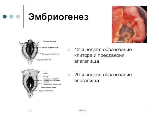 * ВМедА Эмбриогенез 12-я неделя образование клитора и преддверия влагалища 20-я неделя образование влагалища