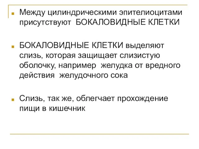 Между цилиндрическими эпителиоцитами присутствуют БОКАЛОВИДНЫЕ КЛЕТКИ БОКАЛОВИДНЫЕ КЛЕТКИ выделяют слизь, которая