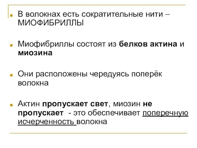 В волокнах есть сократительные нити – МИОФИБРИЛЛЫ Миофибриллы состоят из белков