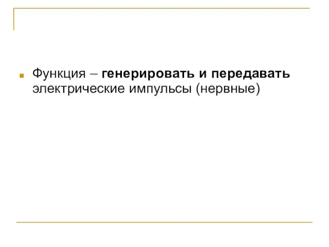 Функция – генерировать и передавать электрические импульсы (нервные)