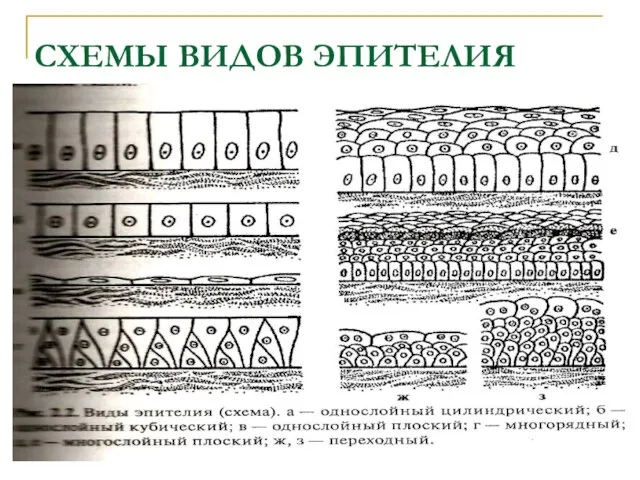 СХЕМЫ ВИДОВ ЭПИТЕЛИЯ ЭПИТЕЛИЯ