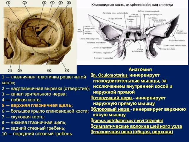 Анатомия n. Oculomotorius иннервирует глазодвигательные мышцы, за исключением внутренней косой и