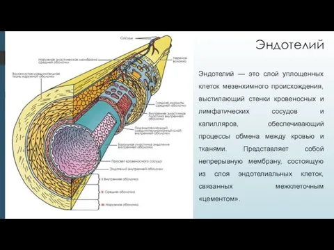 Эндотелий — это слой уплощенных клеток мезенхимного происхождения, выстилающий стенки кровеносных