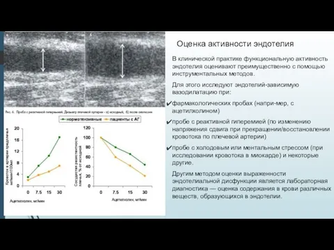 Оценка активности эндотелия В клинической практике функциональную активность эндотелия оценивают преимущественно