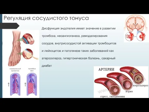 Регуляция сосудистого тонуса Дисфункция эндотелия имеет значение в развитии тромбоза, неоангиогенеза,