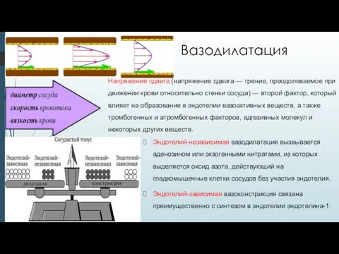 Вазодилатация Эндотелий-независимая вазодилатация вызвывается аденозином или экзогенными нитратами, из которых выделяется