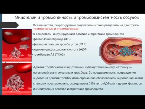 Эндотелий и тромбогенность и тромборезистентность сосудов Все вещества, секретируемые эндотелием можно