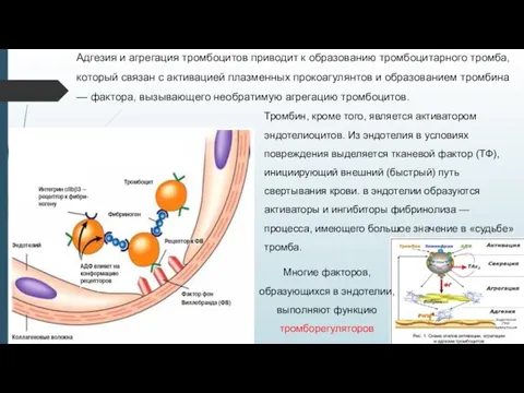 Адгезия и агрегация тромбоцитов приводит к образованию тромбоцитарного тромба, который связан