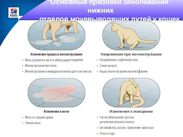 Основные признаки заболевания нижних отделов мочевыводящих путей у кошек