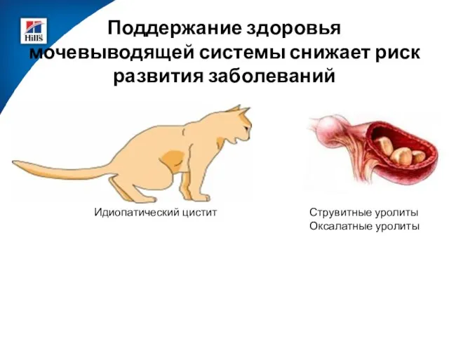 Поддержание здоровья мочевыводящей системы снижает риск развития заболеваний Струвитные уролиты Оксалатные уролиты Идиопатический цистит