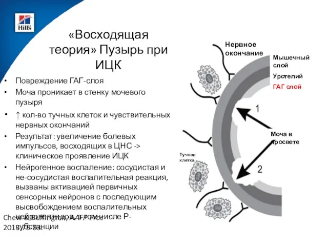 Chew & Buffington, AAFP Proc 2013:75-83. «Восходящая теория» Пузырь при ИЦК