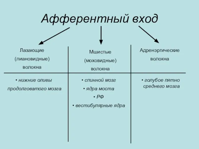 Афферентный вход Лазающие (лиановидные) волокна Мшистые (моховидные) волокна Адренэргические волокна нижние