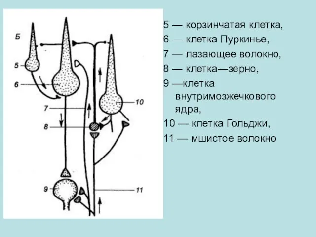 5 — корзинчатая клетка, 6 — клетка Пуркинье, 7 — лазающее