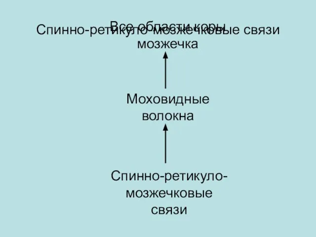 Спинно-ретикуло-мозжечковые связи Спинно-ретикуло-мозжечковые связи Моховидные волокна Все области коры мозжечка