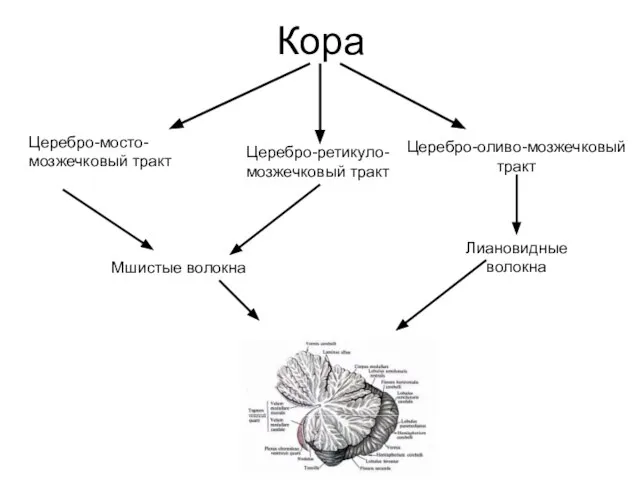 Кора Церебро-мосто-мозжечковый тракт Церебро-оливо-мозжечковый тракт Церебро-ретикуло-мозжечковый тракт Мшистые волокна Лиановидные волокна