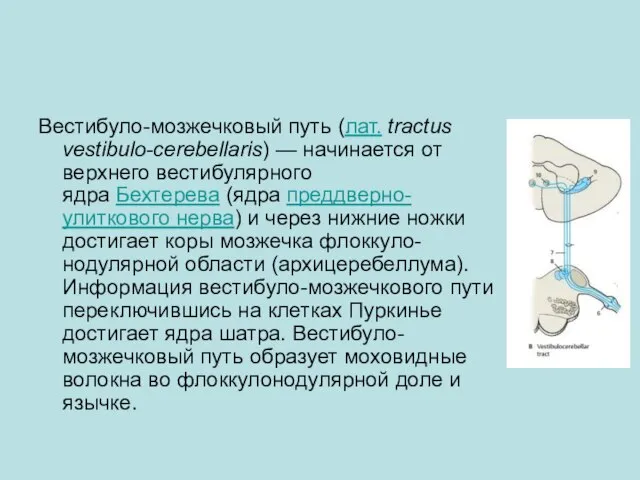 Вестибуло-мозжечковый путь (лат. tractus vestibulo-cerebellaris) — начинается от верхнего вестибулярного ядра