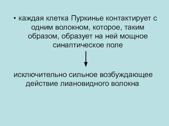 каждая клетка Пуркинье контактирует с одним волокном, которое, таким образом, образует