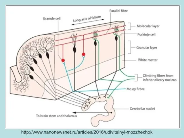 http://www.nanonewsnet.ru/articles/2016/udivitelnyi-mozzhechok http://www.nanonewsnet.ru/articles/2016/udivitelnyi-mozzhechok